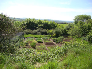 Veg garden toward RoaringWater Bay